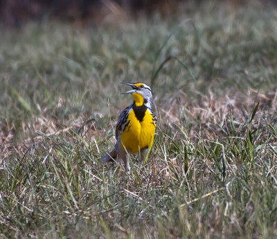 Eastern meadowlark