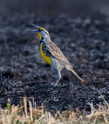 Eastern meadowlark