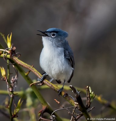  Blue-gray Gnatcatcher
