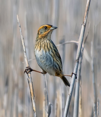 Saltmarsh Sparrow