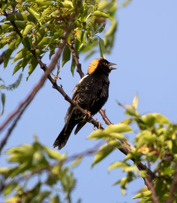 Bobolink