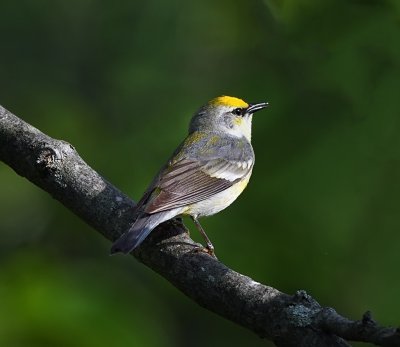 Brewster's Warbler