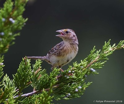 Grasshooper Sparrow