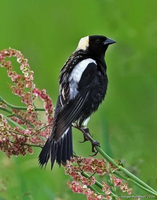 Bobolink