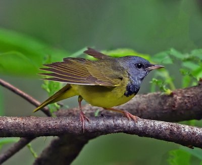 Mourning Warblers