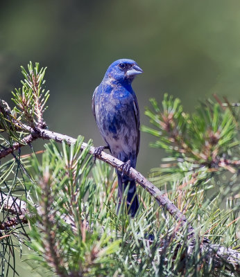 Blue Grosbeak (male)