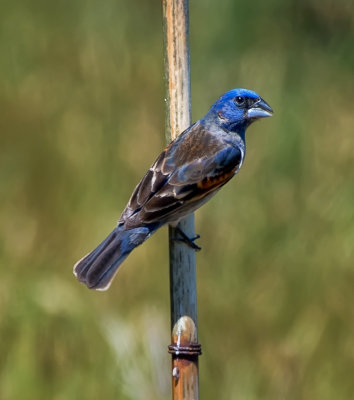 Blue Grosbeak (male)