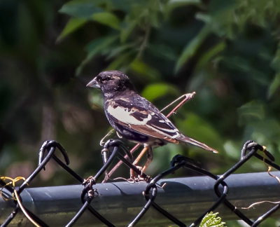 Lark Bunting