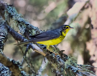 Canada Warblers