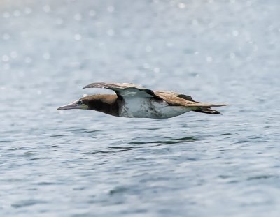 Brown Booby