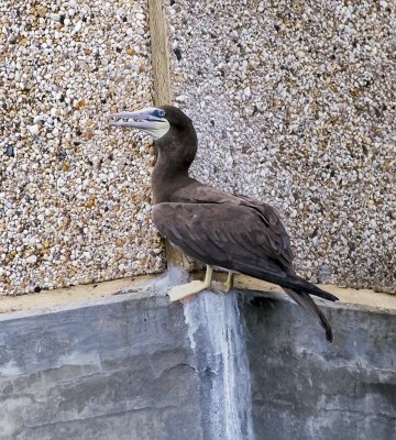 Brown Booby