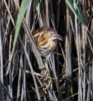 Least Bittern