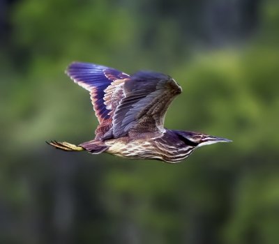 American Bittern