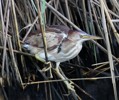 Least Bittern