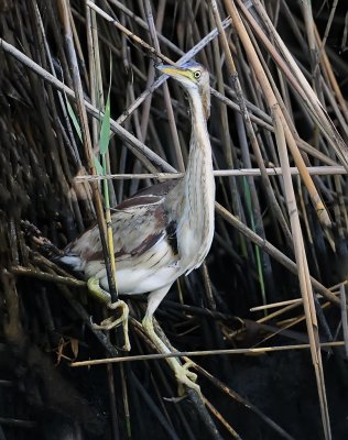 Least Bittern