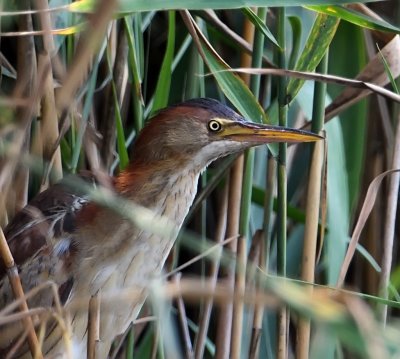 Least Bittern