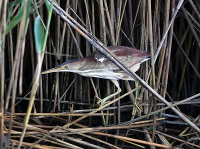 Least Bittern