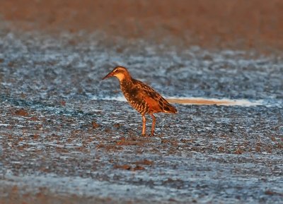 Virginia Rail