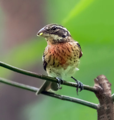 Rose-breasted Grosbeak