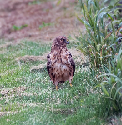 Northern Harrier 