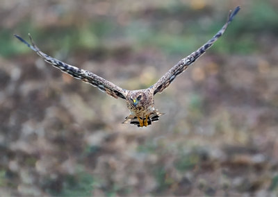 Northern Harrier 