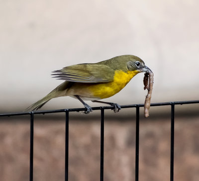  Yellow-breasted Chat 
