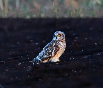 Short-eared Owl