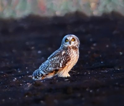 Short-eared Owl