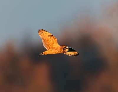 Short-eared Owl