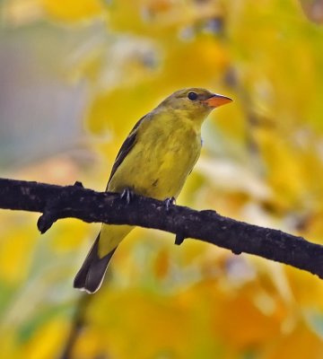 Western Tanager (female) .