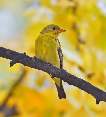Western Tanager (female) .