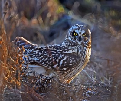 Short-eared Owl