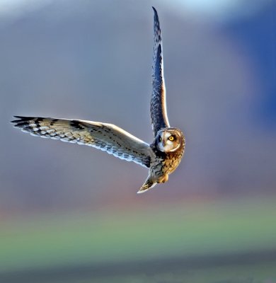 Short-eared Owl