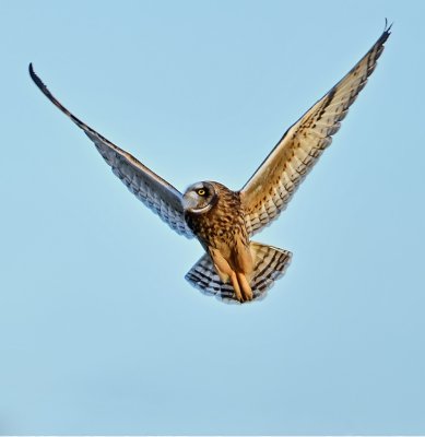 Short-eared Owl