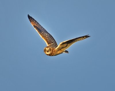 Short-eared Owl