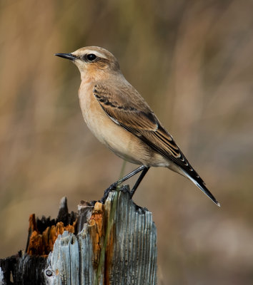  Northern Wheatear