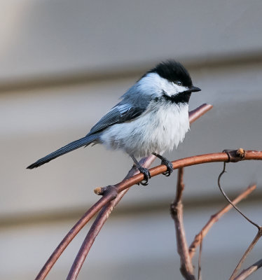 Black-capped Chickadee