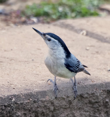 White-breasted Nuthatch