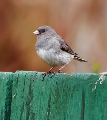 Junco