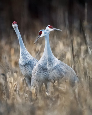Sandhill Cranes