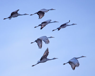Sandhill Cranes