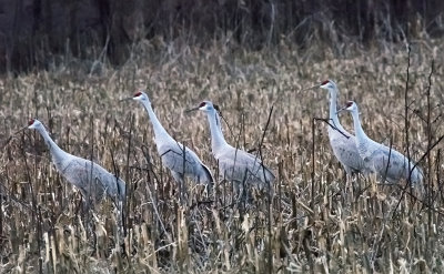 Sandhill Cranes