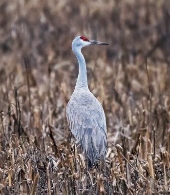 Sandhill Crane