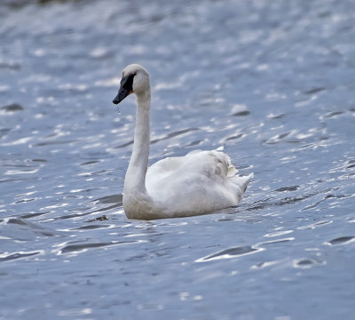 Trumpeter Swan 