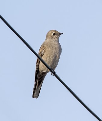 Townsend's solitaire