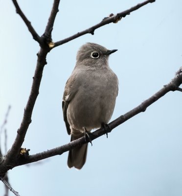 Townsend's solitaire