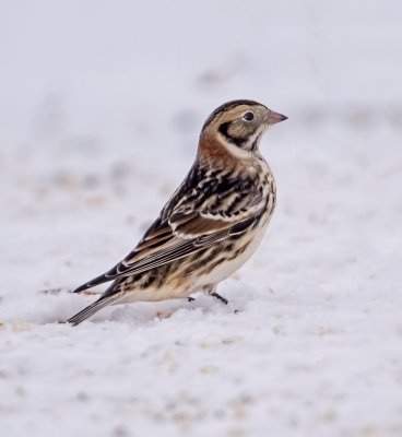 Lapland Longspur