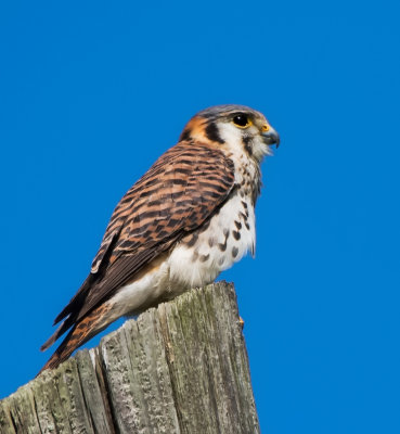 American Kestrel (Falcon)