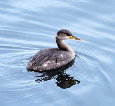 Red-necked grebe