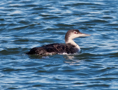 Common Loon